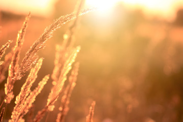 Fototapeta premium Golden evening on the meadow, rural summer backgrounds