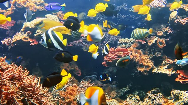 Colorful tropical fish on coral reef