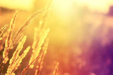 Golden evening on the meadow, rural summer backgrounds