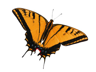 Two-tailed swallowtail butterfly, Papilio multicaudata, isolated on white background. The largest of the US tiger sawllowtails, this one has even three tails on each wing. Color change to orange
