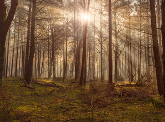 Wald Forst Morgennebel Neblig Sonnentrahlen düster, strahlen im nebel, gegenlicht im wald, herbstmorgen, herbstlich, verwunschen, moos, nadelwald,