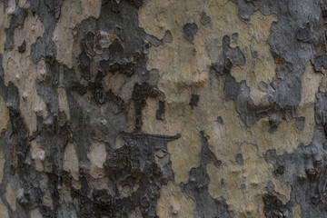 Platan Bark Cposeup