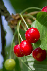 Grappe de cerises aigres et feuille de cerisier 