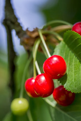Grappe de cerises griottes prêtes pour la récolte