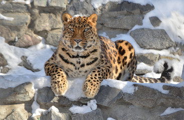 Дальневосточный леопард.