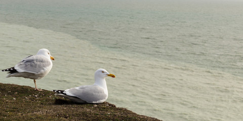 Obraz premium Seagulls on the cliff