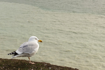 Obraz premium Seagulls on the cliffs