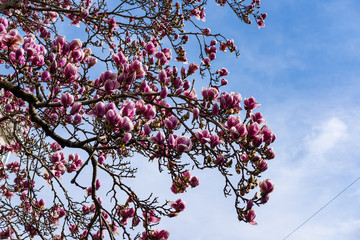 Magnolia spring March 2018