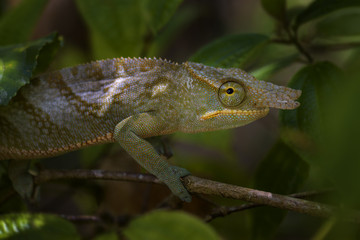 Chameleon - Furcifer bifidus, beautiful green chameleon endemic in Madagascar forests.