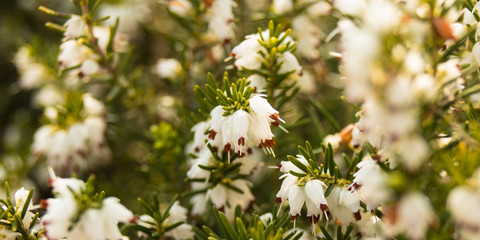 White heather at sunset