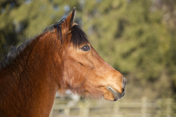 Fototapeta premium Portrait of a brown mare in winter