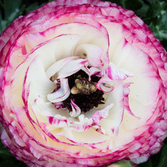 Fototapeta premium Pink and White Roses