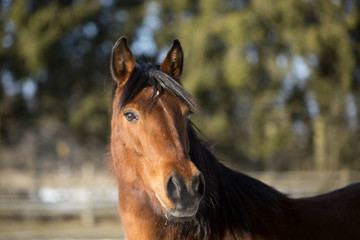 Portrait of a brown mare in winter