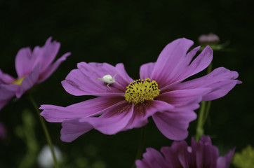 MacrosduJardin