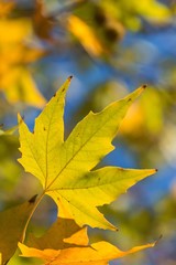 Fototapeta na wymiar Yellow Autumn Plane Tree Leaves on the Branches