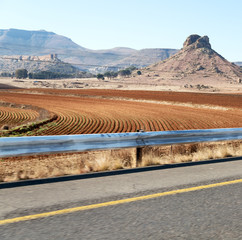   in south africa  land bush     and tree