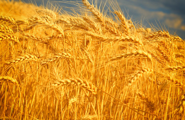 Wheat field against a blue sky