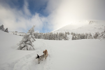 Friendly rural dog are escorted into the storm and fog of climbers tourists in the Carpathians.It's not the first time these dogs go hiking. 