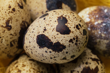 Obraz premium Quail's Yellow Nest