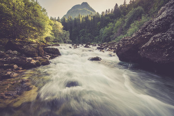 Mountain river in the green forest
