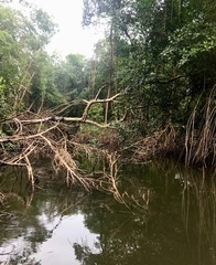 Mangrove wetland of the Caroni Swamp and Bird Sanctuary boat ride excursion on the Caribbean island...