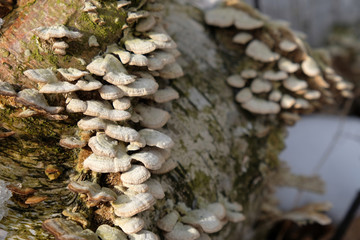 Fototapeta Liczne małe białe grzyby na brzozie obraz