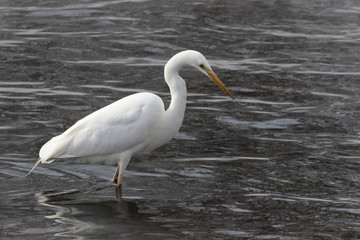 Great white heron in white snow wind during cold winter. Wildlife scene from nature. Snow storm with bird. Heron with snow in the nature habitat. Cold snowy winter in Europe. Wild Animals.