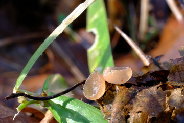 Grzyb kubianka kotkowa Ciboria amentacea © Iwona