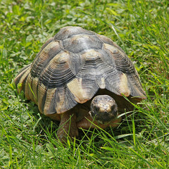 Tortue grecque