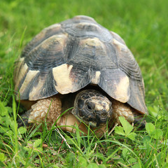 Tortue grecque