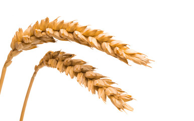 wheat spike isolated