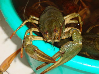 River cancer natural greenish color. movable eyes, long antennae, and oral cavity with additional processes. After the breast begins the abdomen, which consists of seven segments. Cancer has six pairs