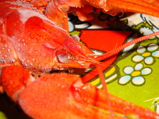 Crayfish boiled large, red on the table. Eyes, long antennae, and oral cavity with additional processes and a pair of claws.