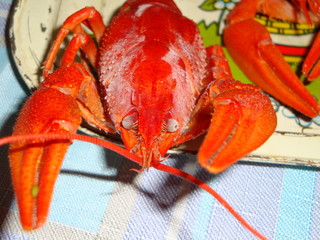 Crayfish boiled large, red on the table. Eyes, long antennae, and oral cavity with additional processes and a pair of claws.
