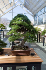 Elegant bonsai tree in a wooden box closeup. Japanese traditional art form.