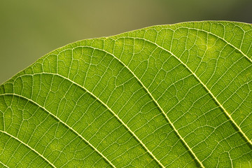 Macro de feuille de noyer éclairée par le soleil