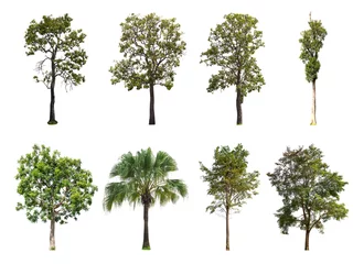 Wall murals Trees Isolated collection of trees on white background