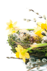 Easter eggs in the nest with narcissus