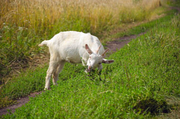 Naklejka na ściany i meble Young white goat grazing on the meadow and eating fresh green grass.Beautiful countryside scene.Sunny summer landscape.