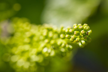 Jeune inflorescence de raisin blanc dans les vignes en Alsace