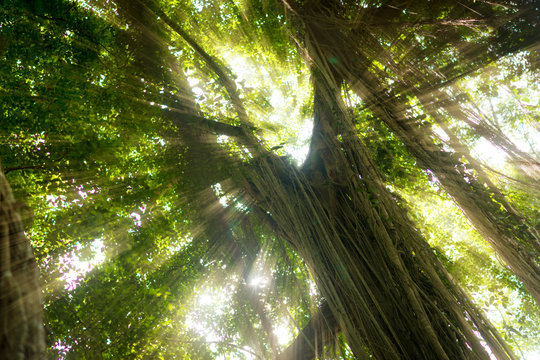 Fototapeta Tropical exotic rain forest jungle with sun