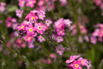 Pink flowers blooming
