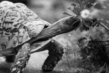 Tortoise eating flowers