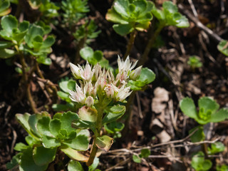 Blooming Stonecrop Sedum oppositifolium on rocks with small white flowers macro, selective focus, shallow DOF