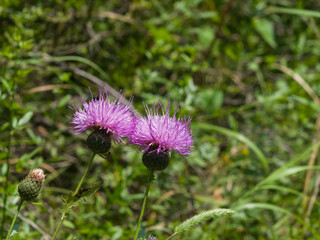 Blooming Thistle or Cirsium flowers with bokeh background close-up, selective focus, shallow DOF