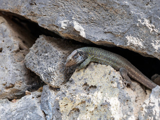 lizard on stones