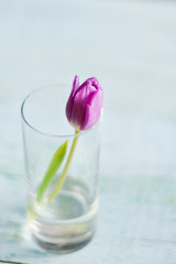 One Tulip color ultra violet in a glass of water, place for your text, mock up, mother's day card.