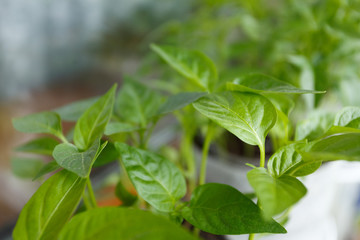 Spring pepper seedlings on the window