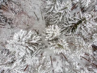 Evergreen forest in winter