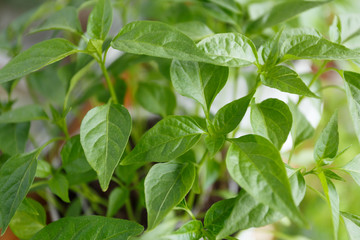 Fototapeta premium Spring pepper seedlings on the window